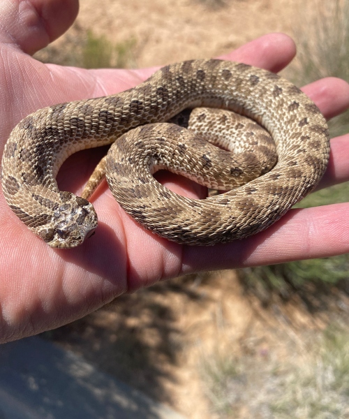 Rattlesnake Removal