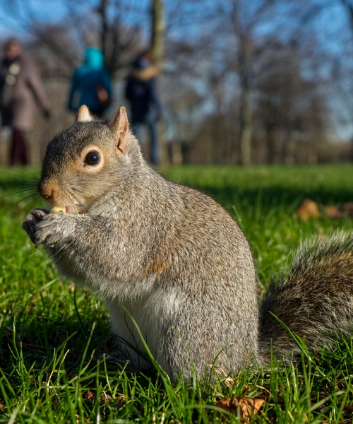 Squirrel Control